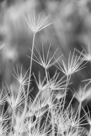 Artistic close-up of dandelion seeds in monochrome, showcasing delicate details.