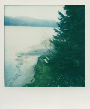 Misty lake shore with pine trees and grassy bank