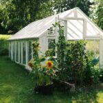 Sunflowers in a black pot beside a white greenhouse in a garden.