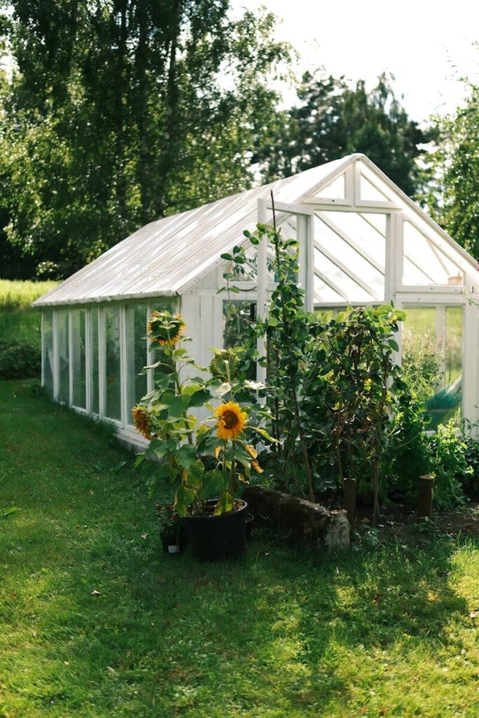 Sunflowers in a black pot beside a white greenhouse in a garden.