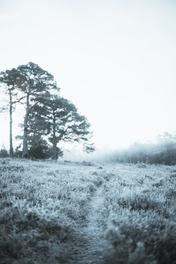 a foggy field with trees in the distance