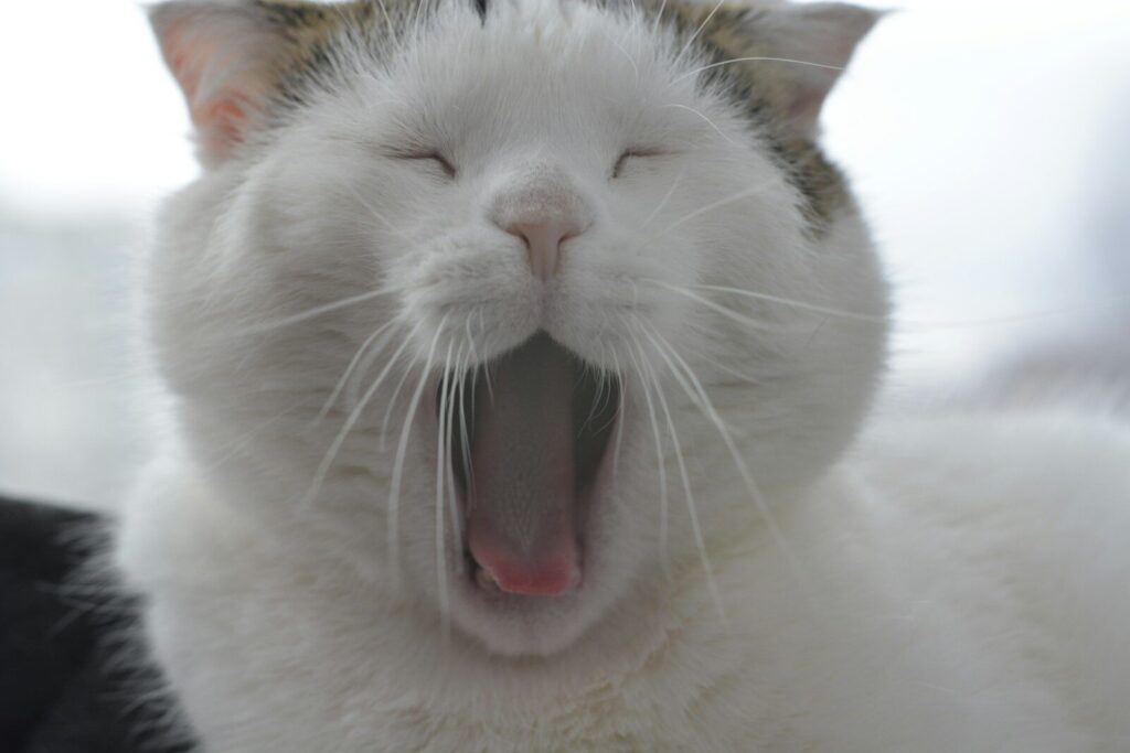 a white cat yawning with its mouth open