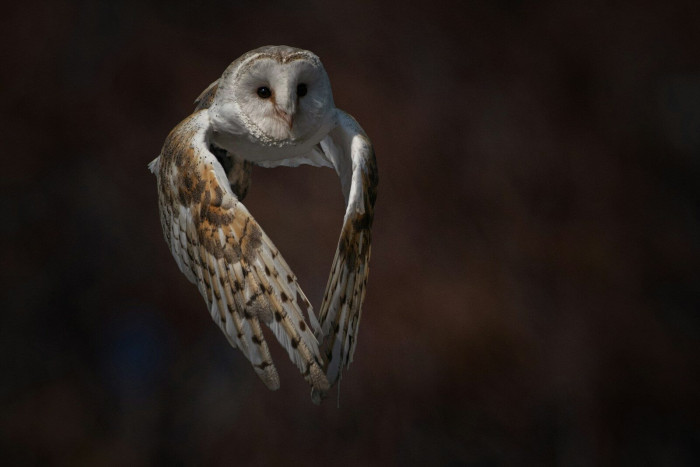 A barn owl in flight with wings angled downward against a dark background.