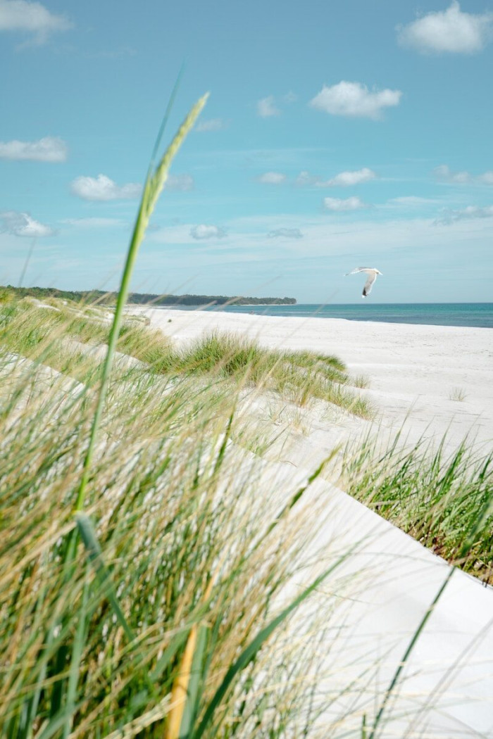 A seagull flying over a white sand beach with tall dune grass.
